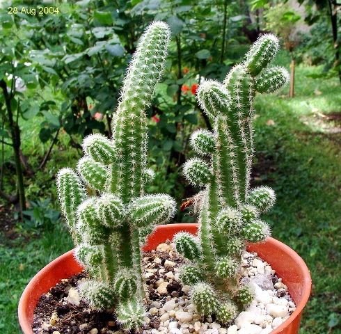 Echinopsis _chamaecereus _07